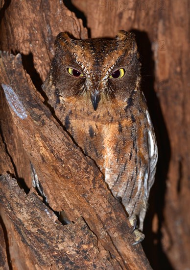 Eared owl (Asio sp.) in dry forest