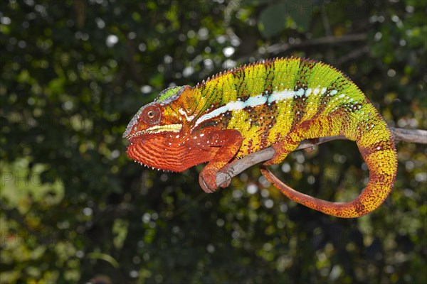 A male panther chameleon (Furcifer Pardalis)