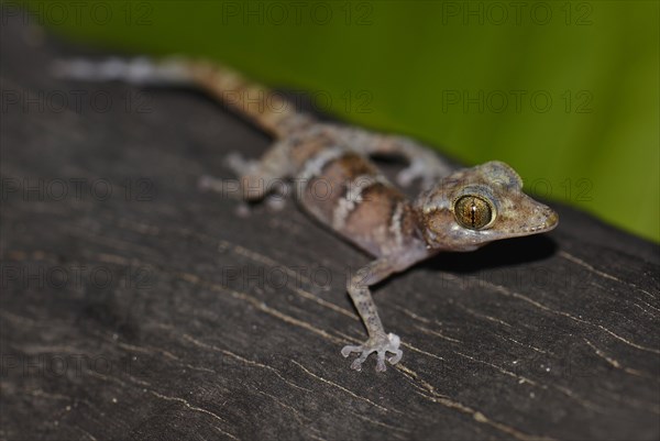 Juvenile banded gecko (Pareodura ssp.)