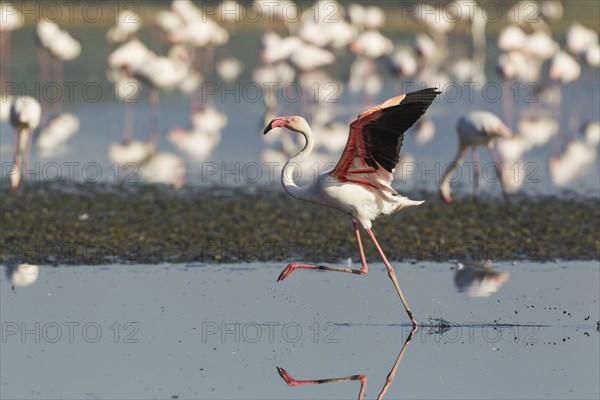 Greater Flamingo (Phoenicopterus roseus)