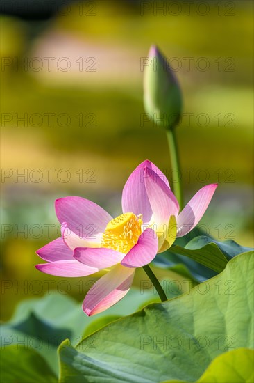Indian Lotus (Nelumbo nucifera)