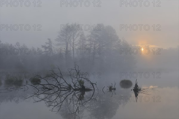 Schwenninger Moos nature reserve with early fog at sunrise
