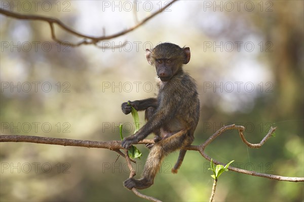 Anubis or olive baboon (Papio anubis)
