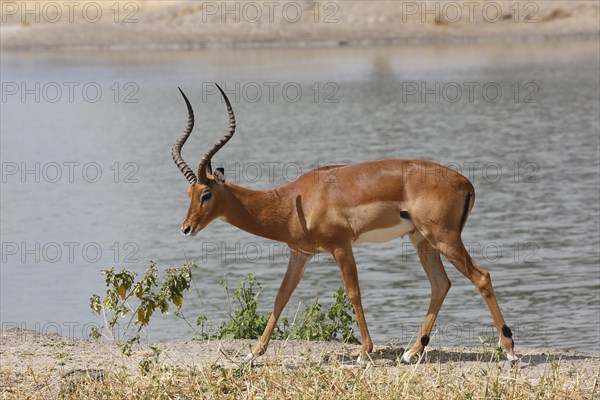 Impala (Aepyceros melampus)