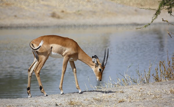 Impala (Aepyceros melampus)