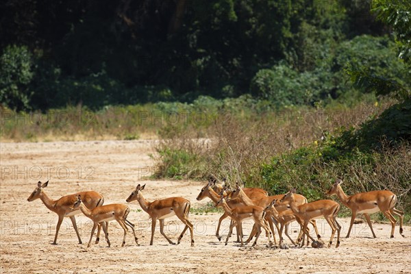 Impala (Aepyceros melampus)