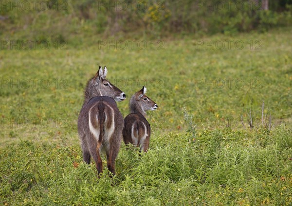 Waterbuck (Kobus ellipsiprymnus)