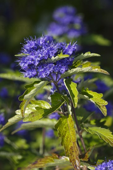 Caryopteris x clandonensis (Caryopteris x clandonensis)