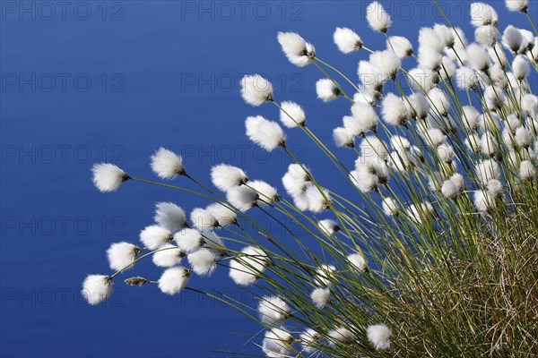 Flowering hare's-tail cottongrass (Eriophorum vaginatum)