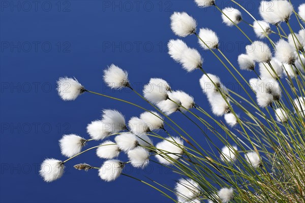 Flowering hare's-tail cottongrass (Eriophorum vaginatum)