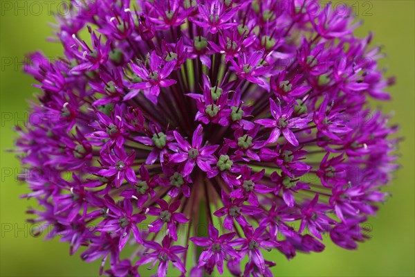 Allium aflatunense (Allium aflatunense)