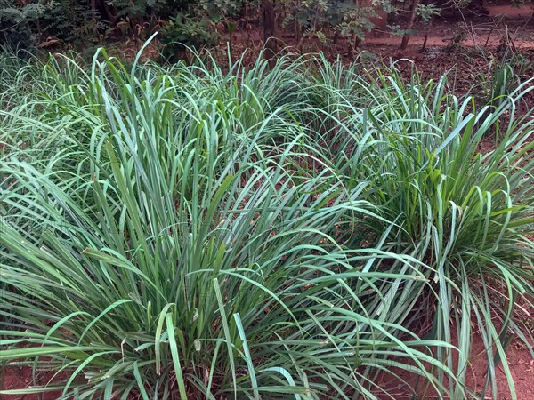 Lemon grass (Cymbopogon citratus)