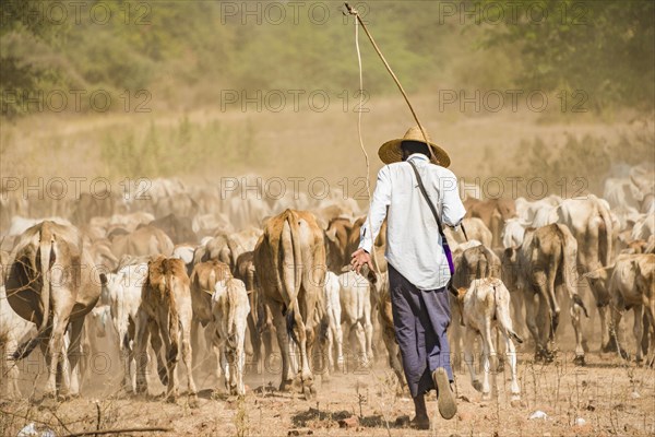 Cattle drover