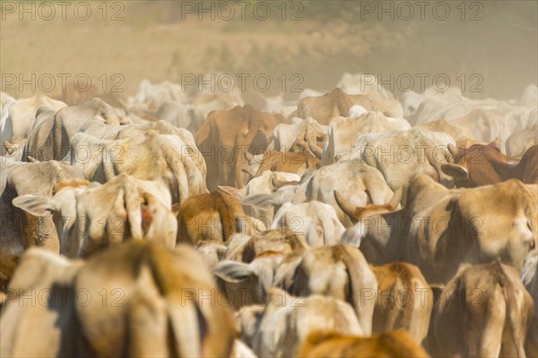 Cow herd
