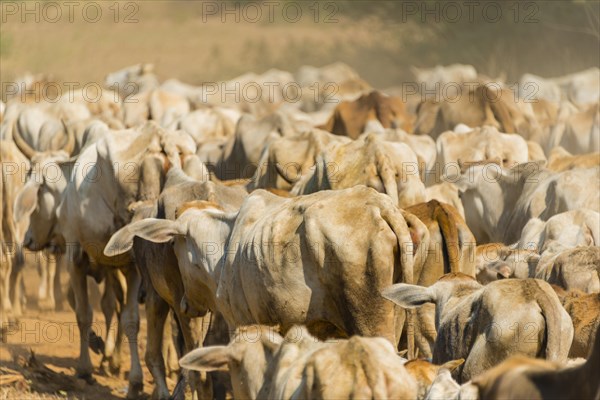 Cow herd