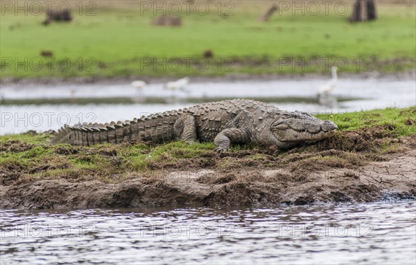 Marsh Crocodile (Crocodylus palustris)