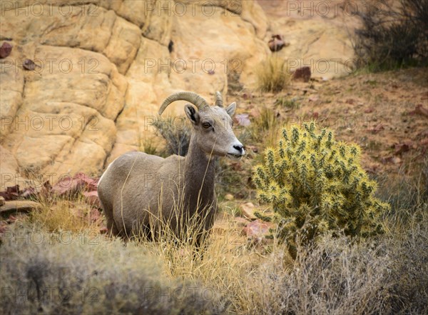 Desert bighorn sheep (Ovis canadensis nelsoni)
