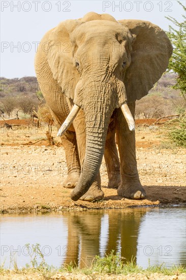 African elephant (Loxodonta africana)