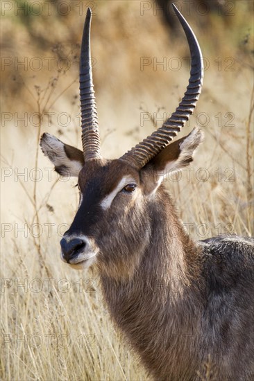 Ellipsen waterbuck (Kobus ellipsiprymnus)