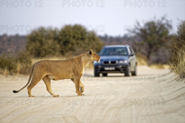 Lioness (Panthera leo) crosses the road