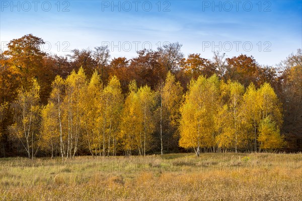 Group of young birch trees in autumn colors