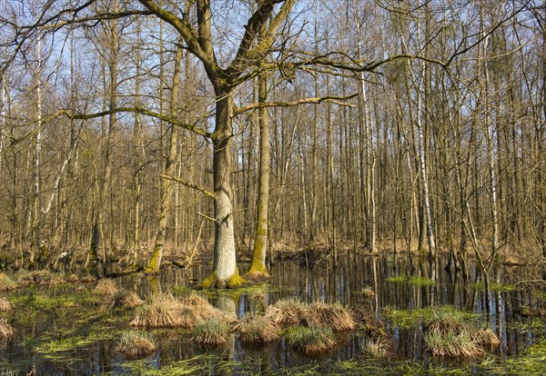 Alluvial forest with English Oak trees (Quercus robur) in spring