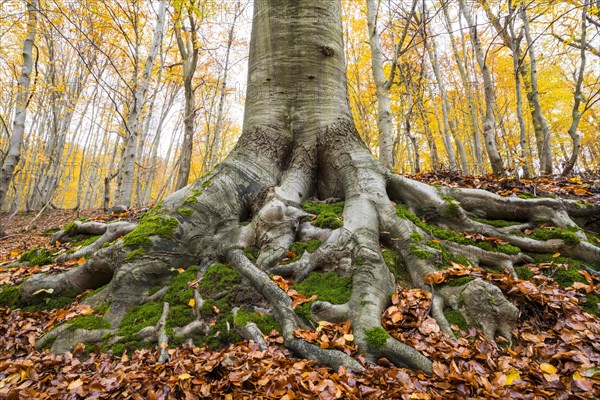 Common beech (Fagus sylvatica)