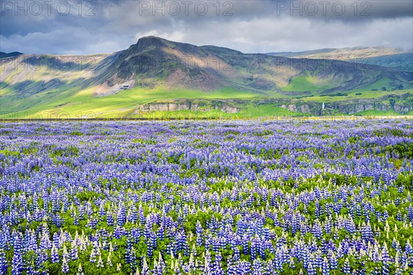 Landscape with lupin (Lupinus nootkatensis) field