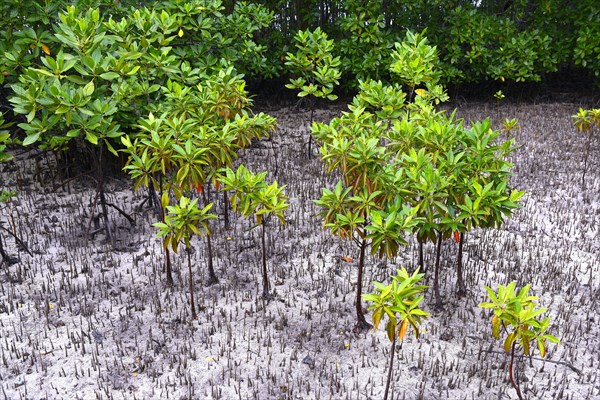 Mangroves (Avicennia marina) at low tide