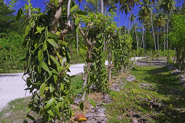 Flat-leaved vanilla