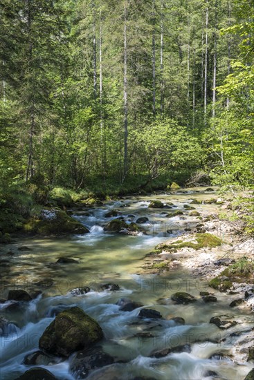 Waldbachstrub