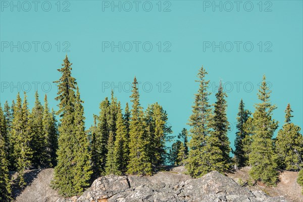 Trees on the shore of the turquoise glacial lake Peyto Lake