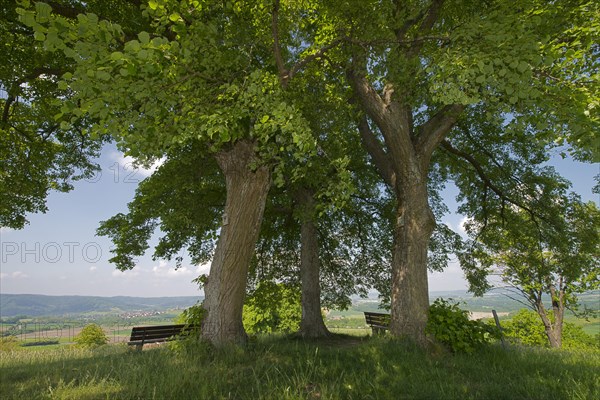 Lookout point underneath three linden trees