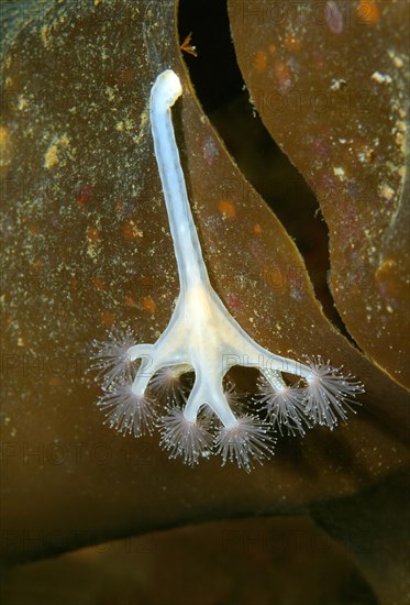 Stalked jellyfish (Lucernaria quadricornis)