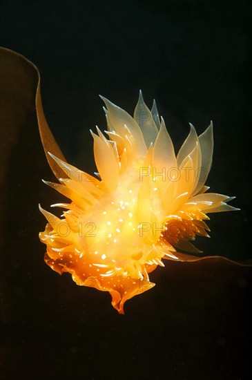 Nudibranch or Sea Slug (Dirona pellucida)