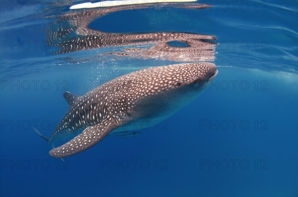 Whale Shark (Rhincodon typus)