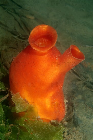 Sea Peach (Halocynthia aurantium)