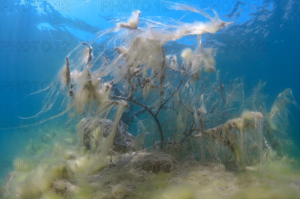 Flooded trees covered with green algae