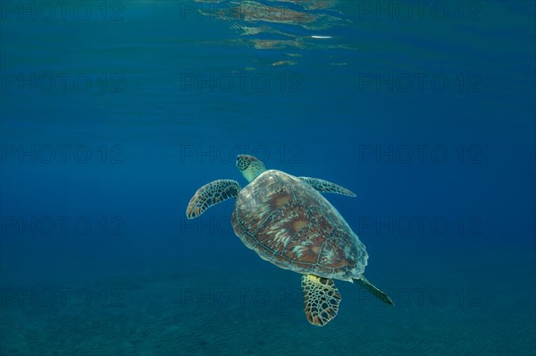 Green Sea TurtleÂ (Chelonia mydas) floating up into the blue water