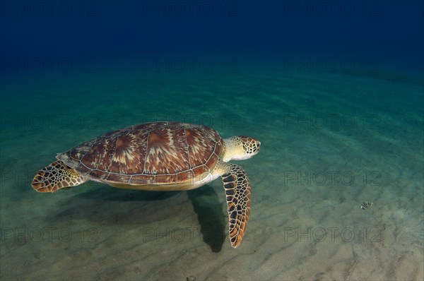 Green TurtleÂ (Chelonia mydas)