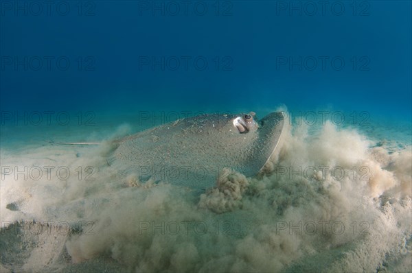 Round Ribbontail Ray
