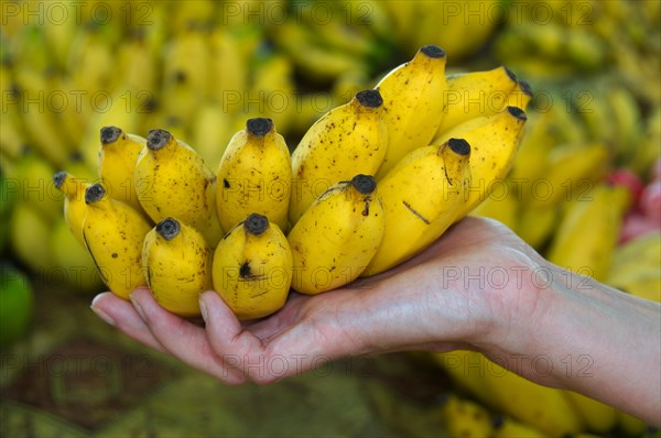 Bananas (Musa sp.) in a hand