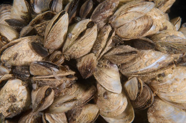 Zebra Mussels (Dreissena polymorpha)