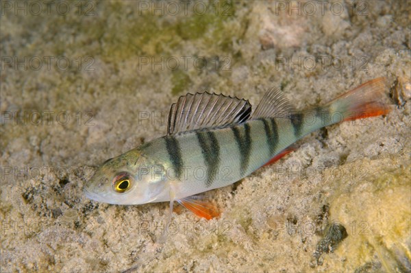 European Perch (Perca fluviatilis)