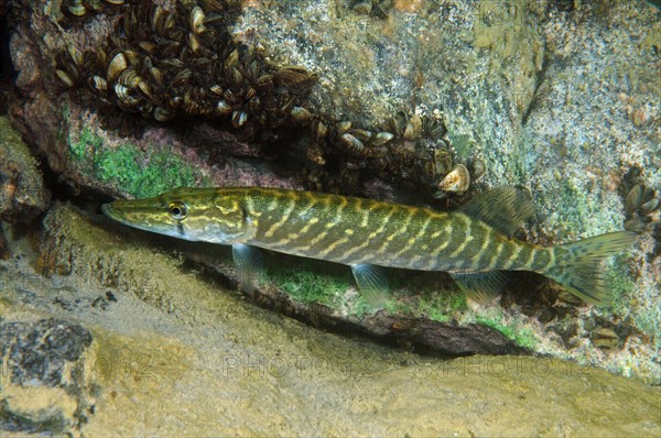 Northern Pike (Esox lucius)