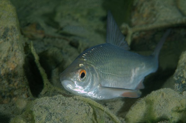 Common Rudd (Scardinius erythrophthalmus)