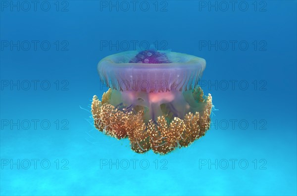 Crown Jellyfish or Cauliflower Jellyfish (Cephea cephea)