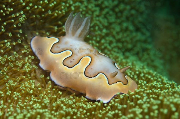 Nudibranch or sea slug Co's Goniobranchus (Chromodoris coi)