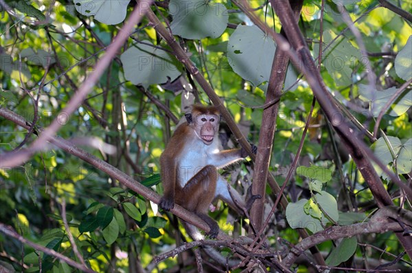 Toque Macaque (Macaca sinica) sitting on a branch