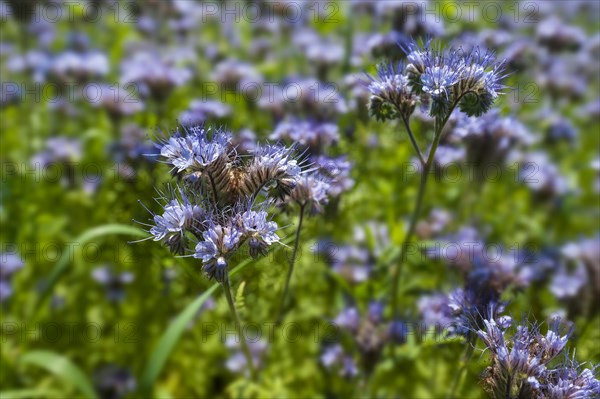 Bee pasture